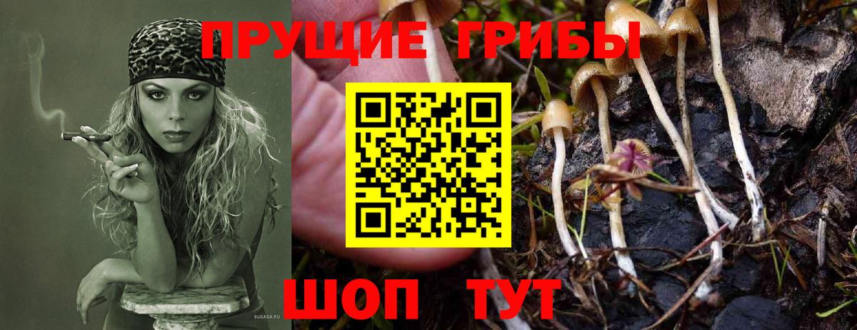 Королёв  Псилоцибиновые грибы Psilocybine cubensis  Вход с VPN 